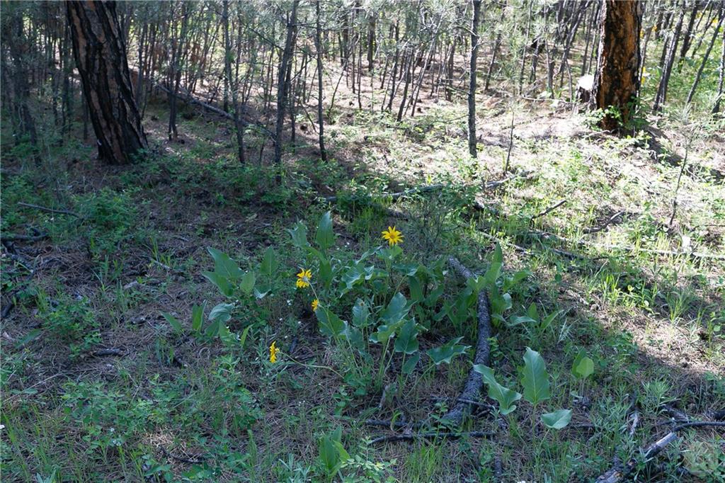 Tbd W Parrot Creek Road, Parcel 20 Property Photo 6