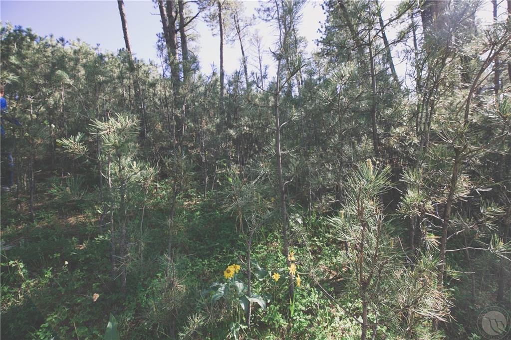 Tbd W Parrot Creek Road, Parcel 20 Property Photo 9