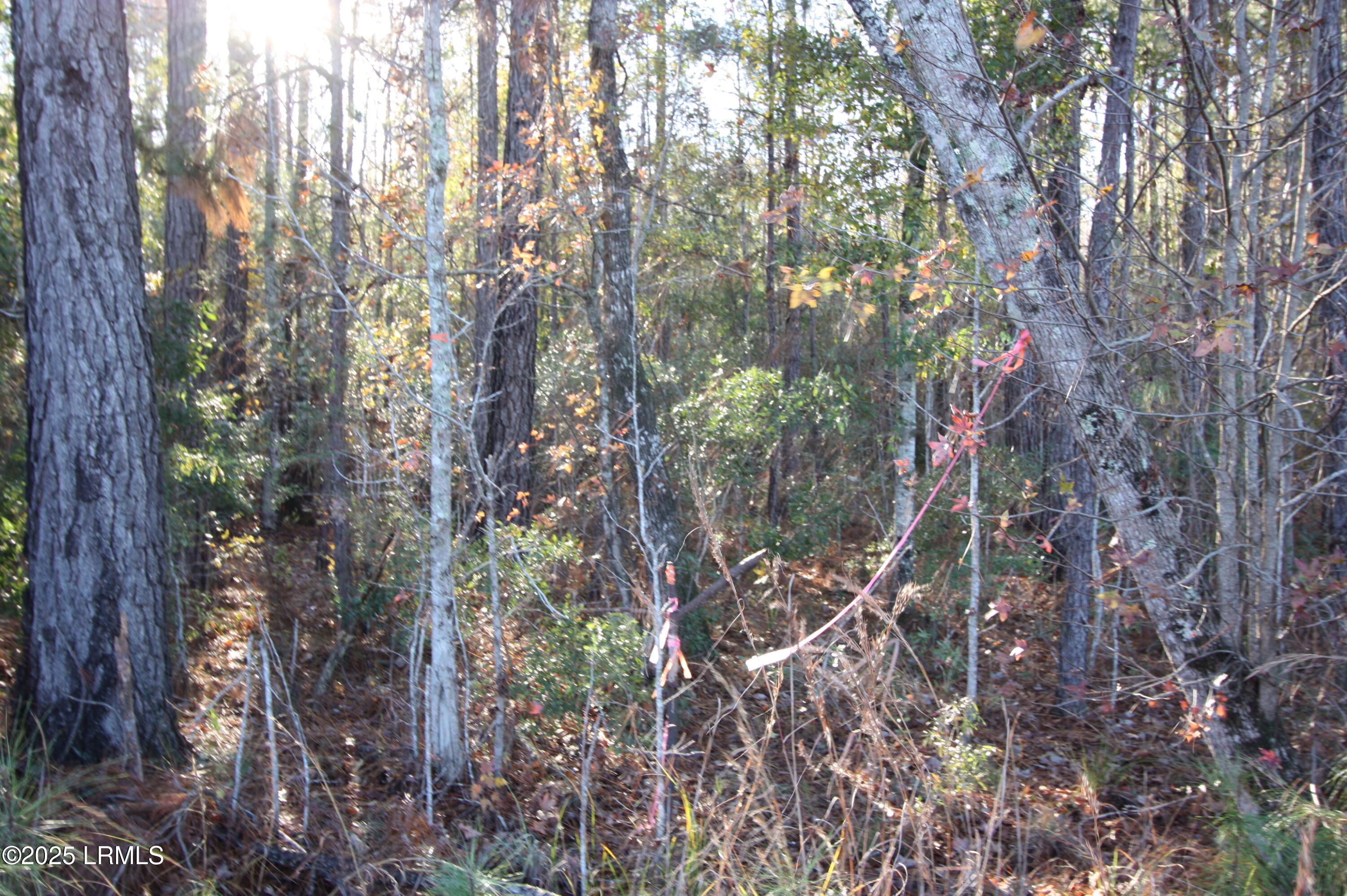Tbd Main Or Walterboro # 63 Highway N Property Photo
