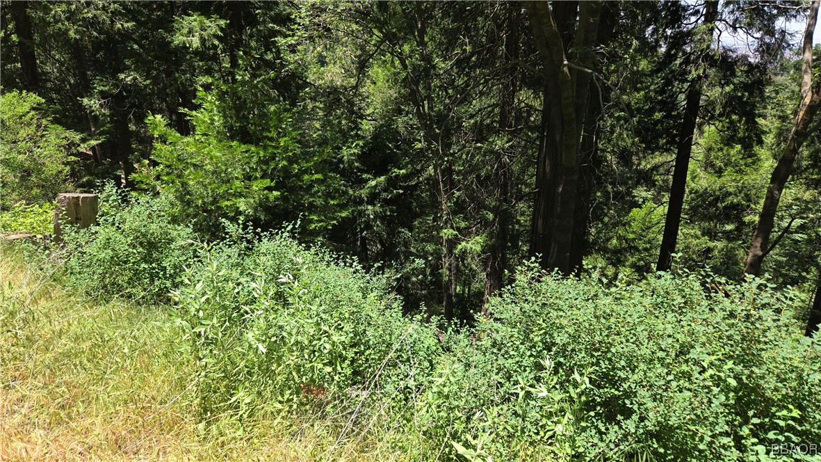 00987 Cedar Pines Drive Property Photo 1