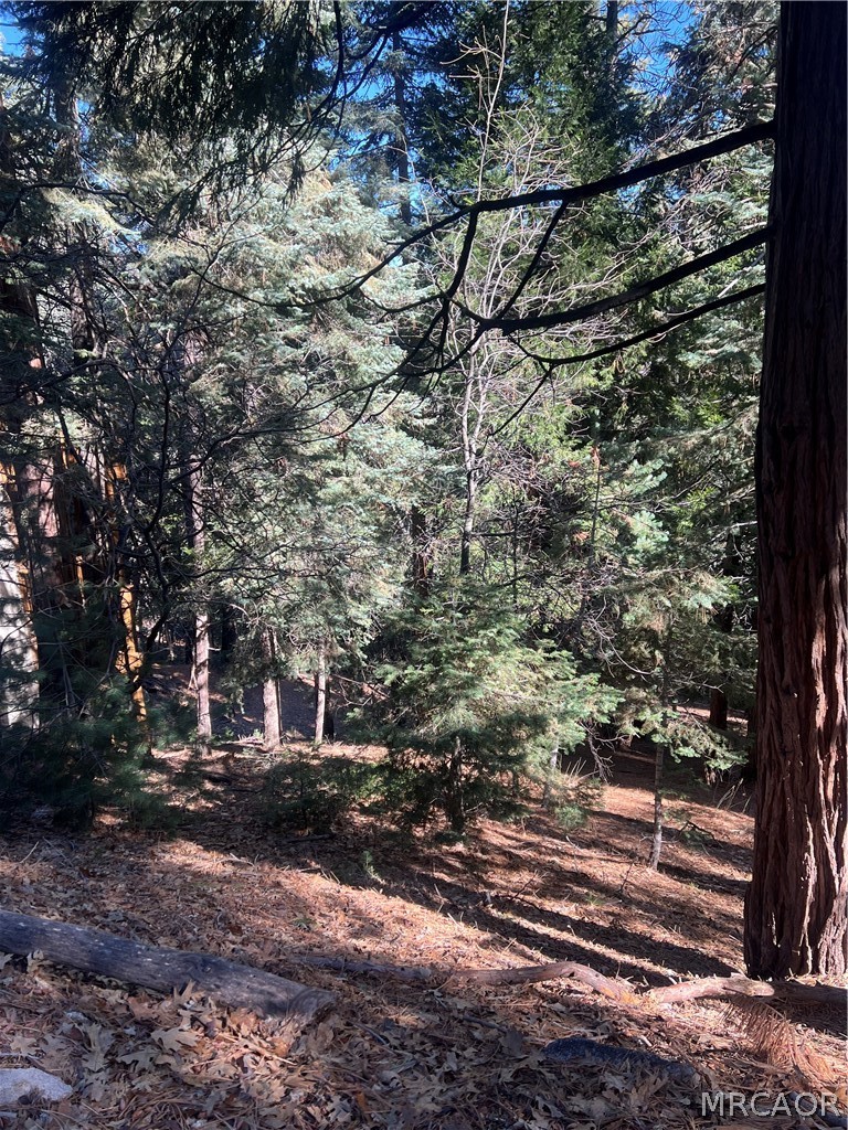 0 Forest