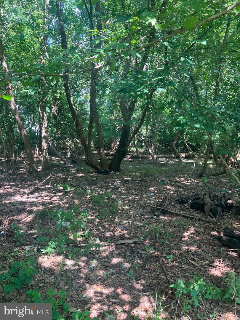 51 BUTTONWOOD