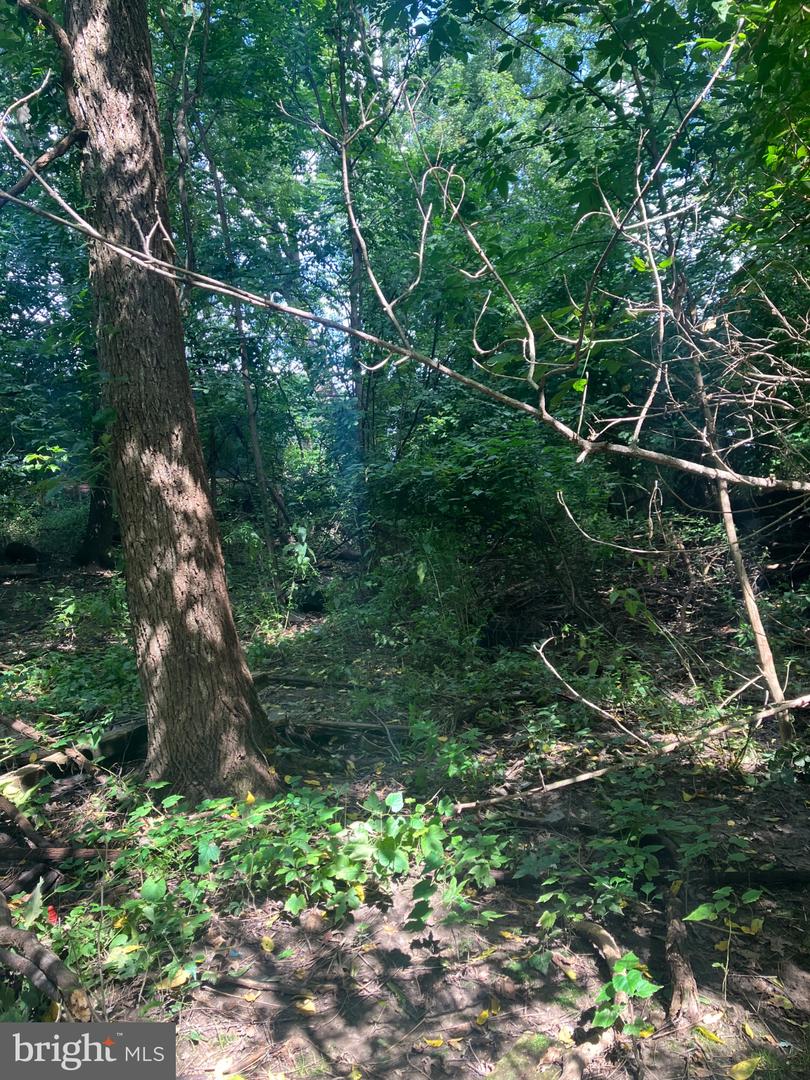 51 Buttonwood Property Photo 4