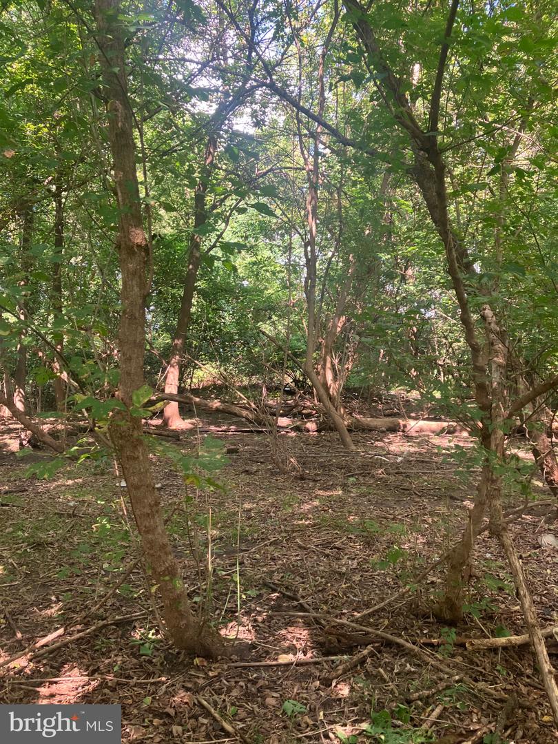 51 Buttonwood Property Photo 8