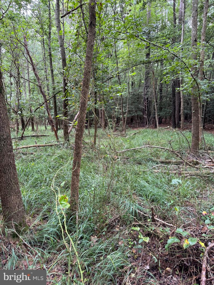 0 Wilson Rd Property Photo 15