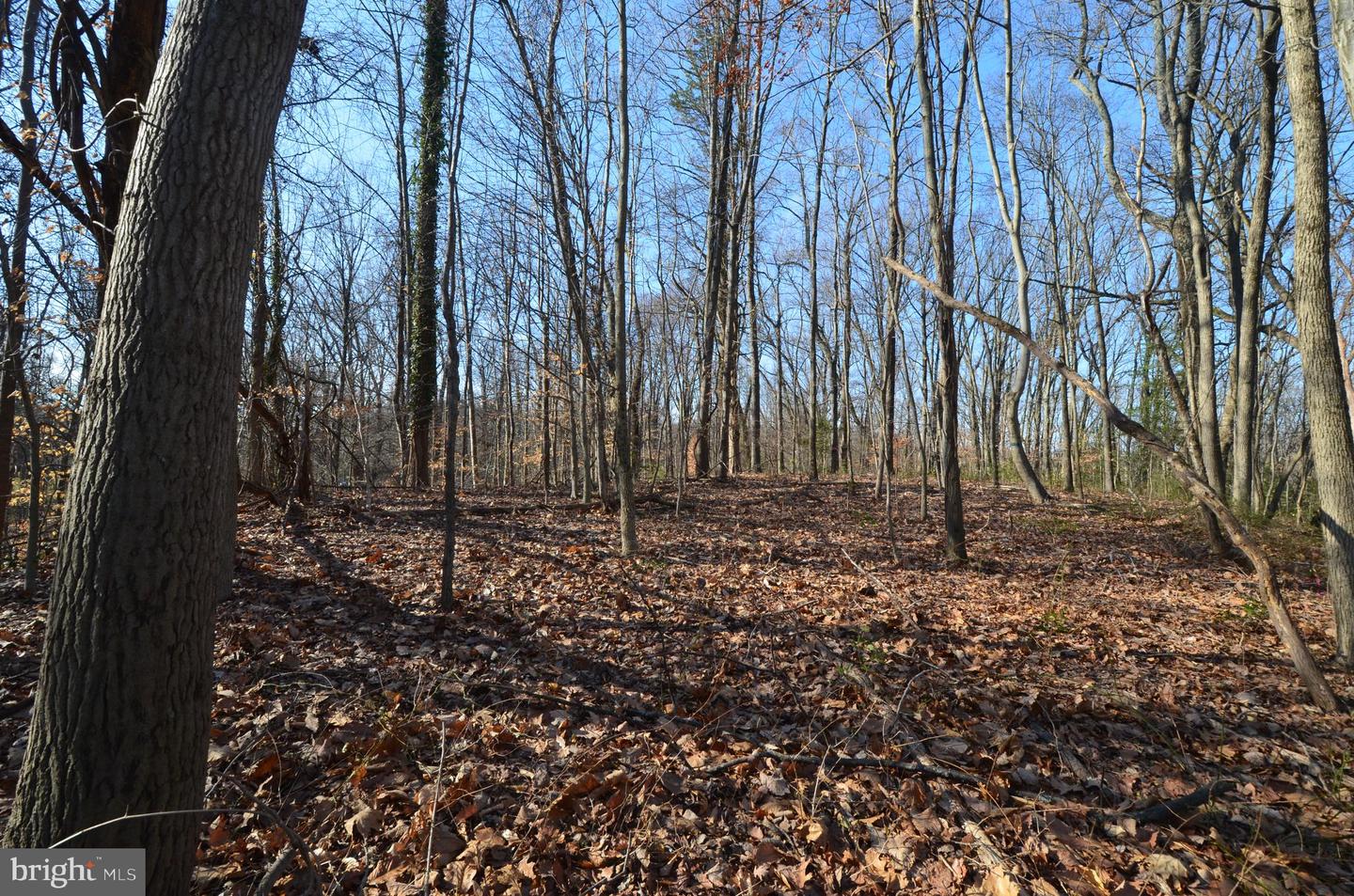 1013 Waterbury Heights Dr Property Photo 4