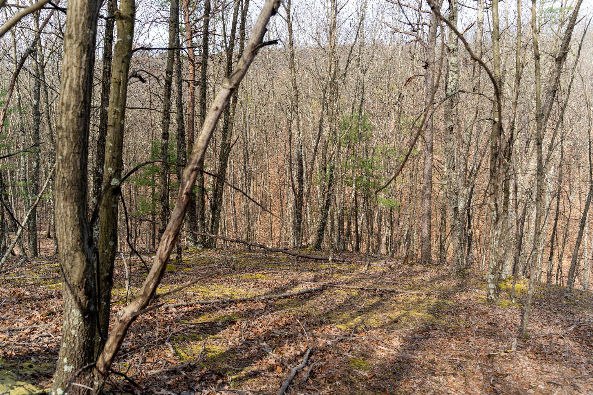 Walnut Ridge Rd Se Property Photo 8