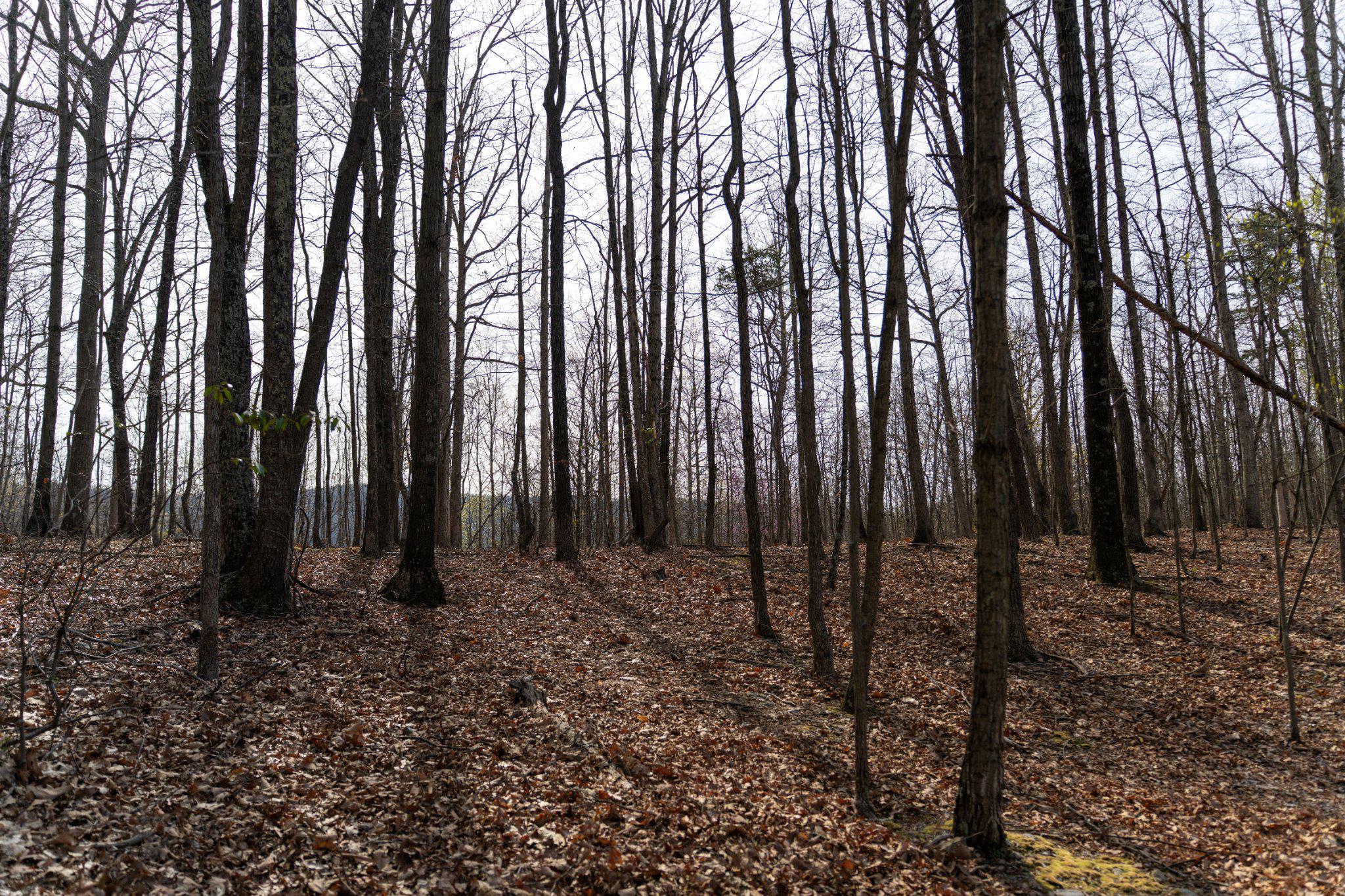 Walnut Ridge Rd Se Property Photo 9