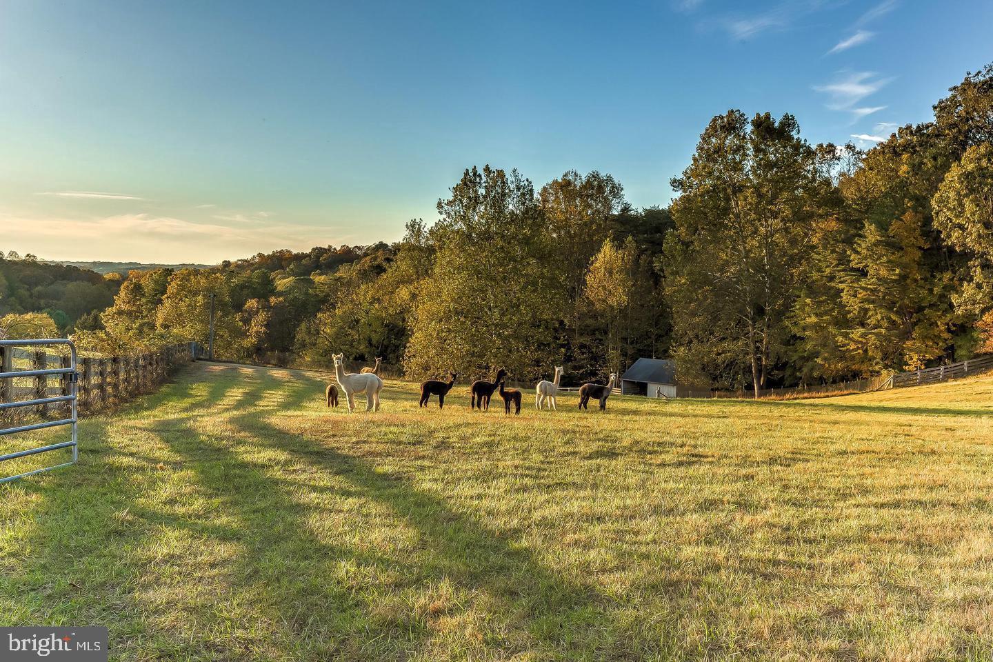 12500 Ivy Mill Rd Property Photo 49