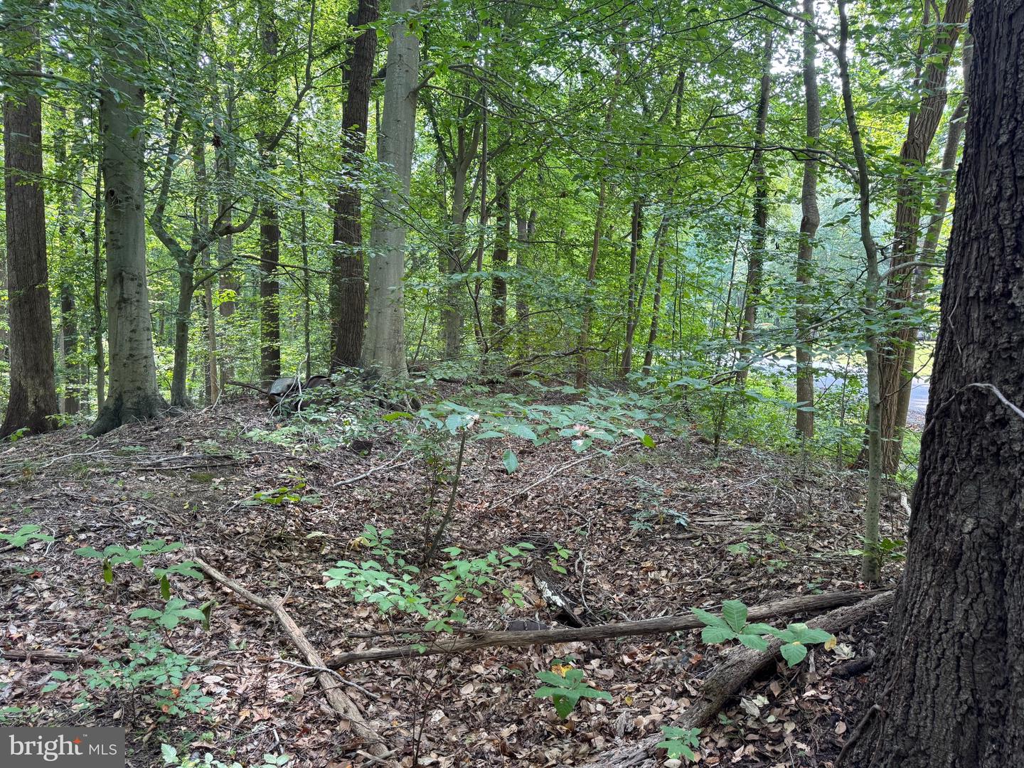 4685 Camp Roosevelt Dr Property Photo 3