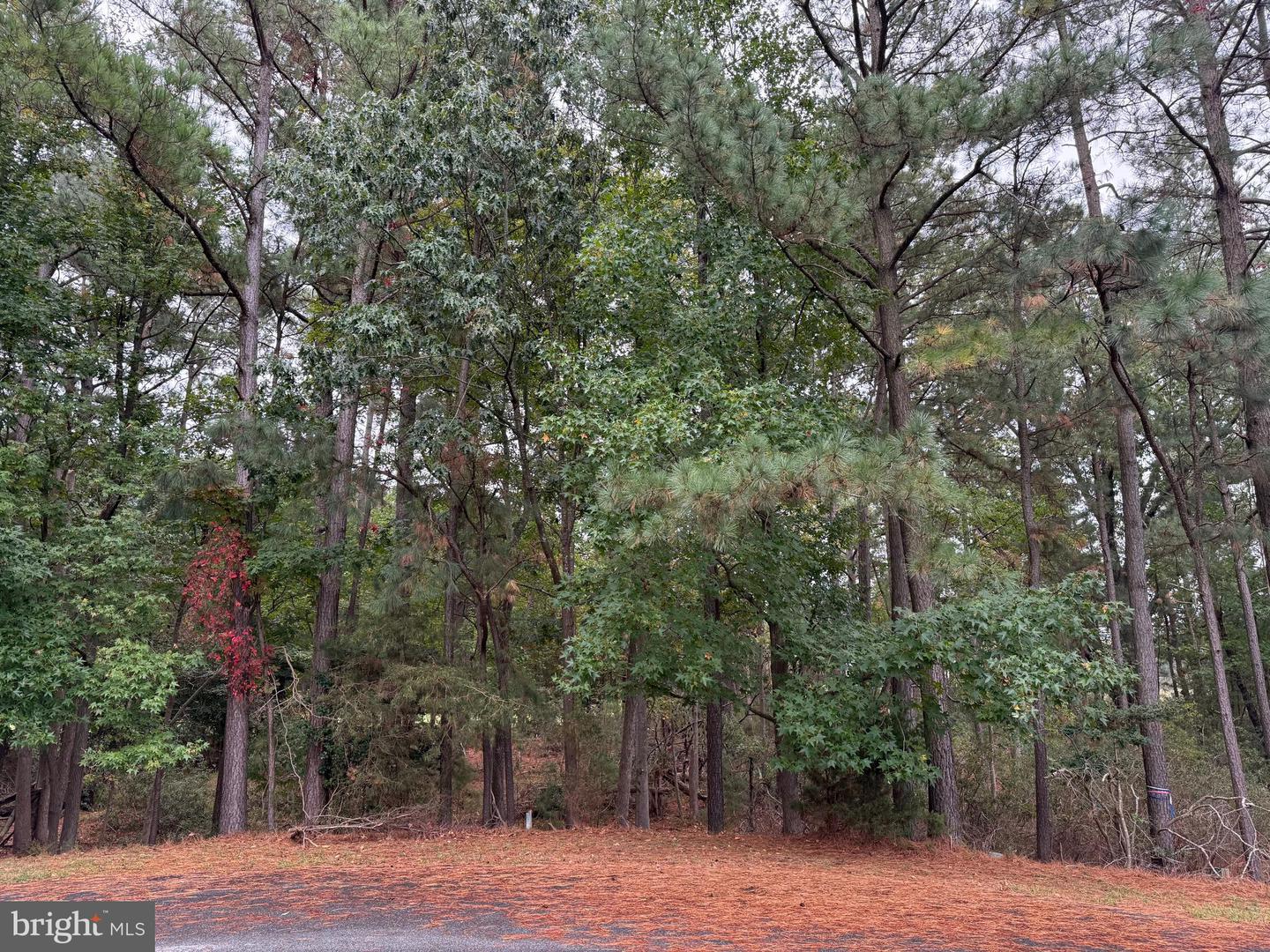 14975 Persimmon Ct Property Photo 3