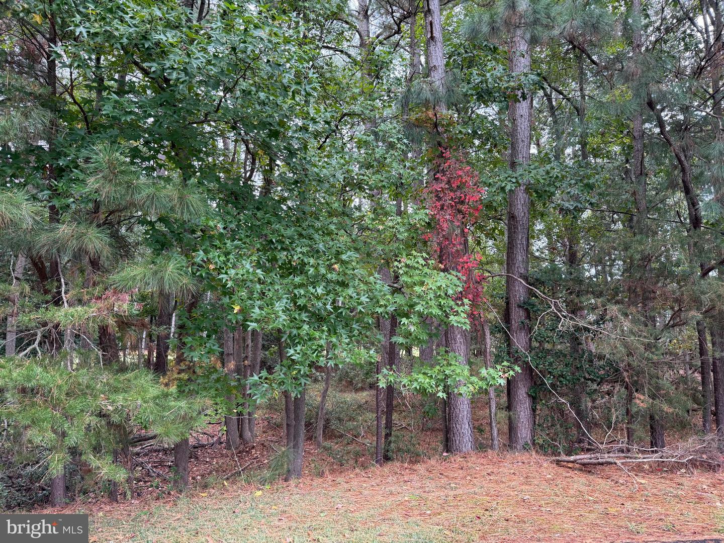 14975 Persimmon Ct Property Photo 4