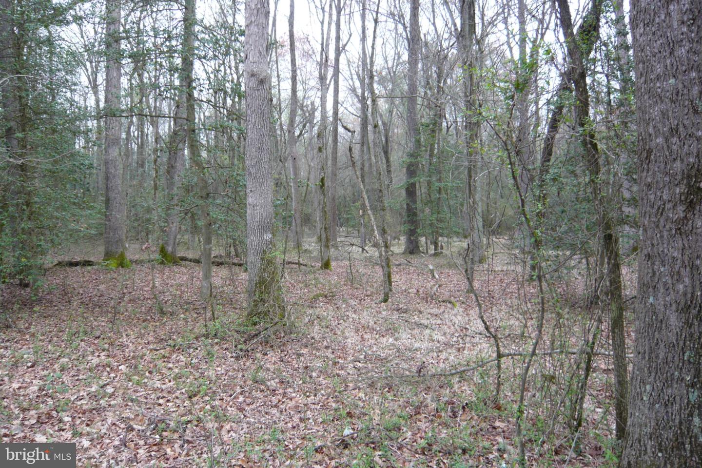 0 Trunk Rd Property Photo 7
