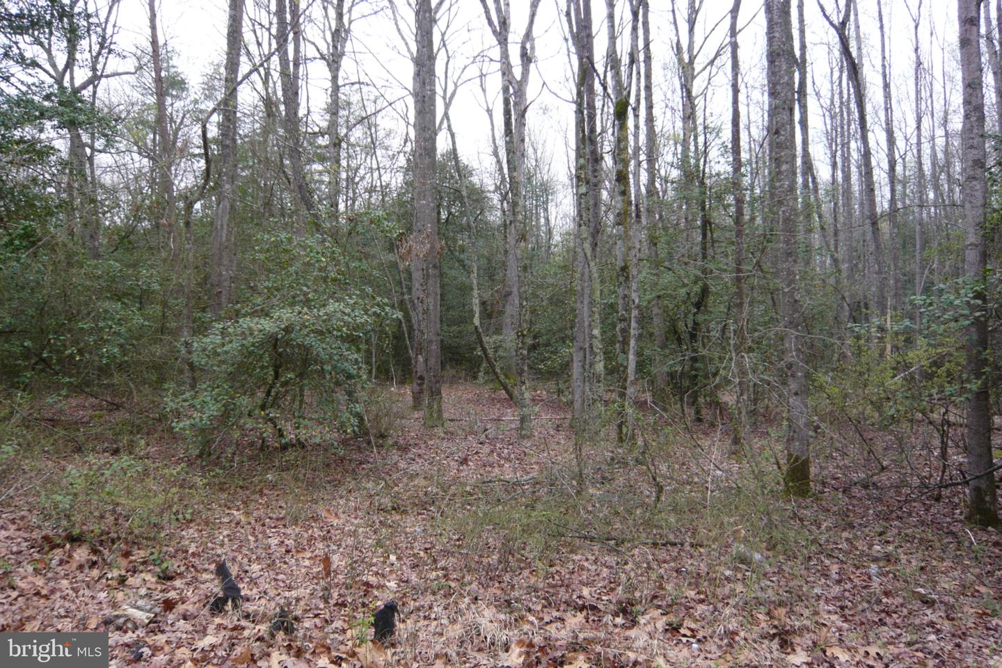 0 Trunk Rd Property Photo 8