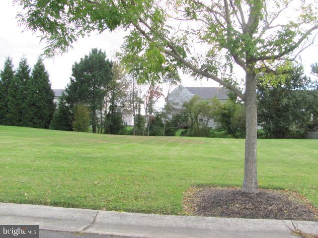 HIBISCUS LN