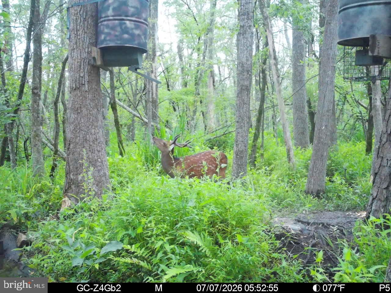 0 Galestown Rd Property Photo 2