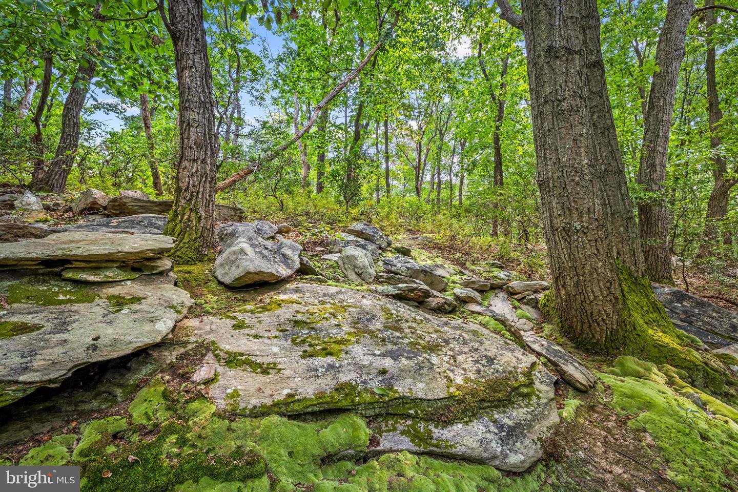 7407 Baltimore National Pike Property Photo 55