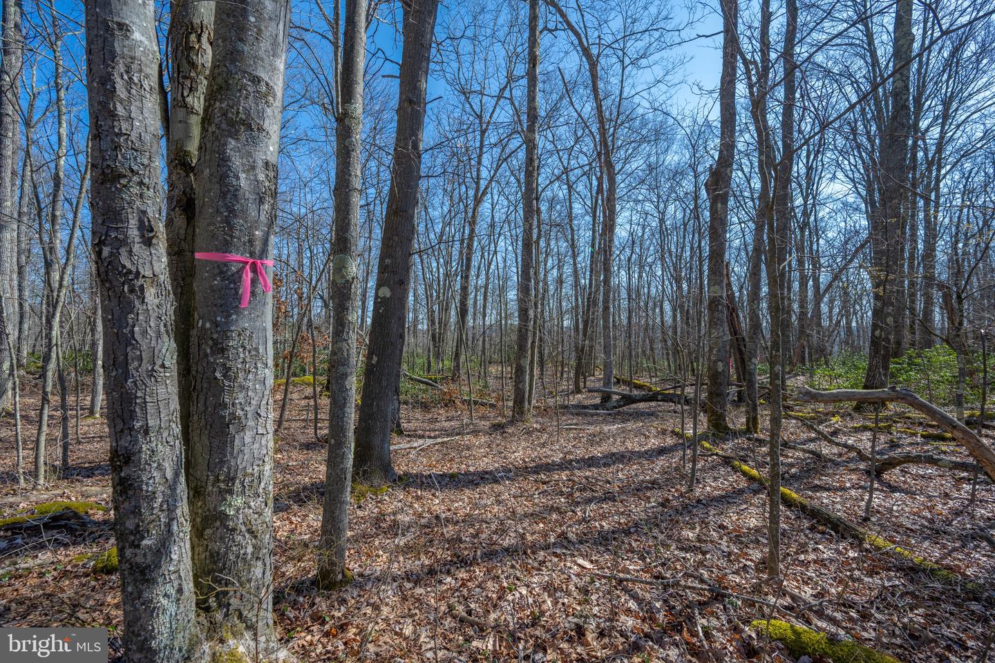 Lot 14 Dogwood Dr Property Photo 4