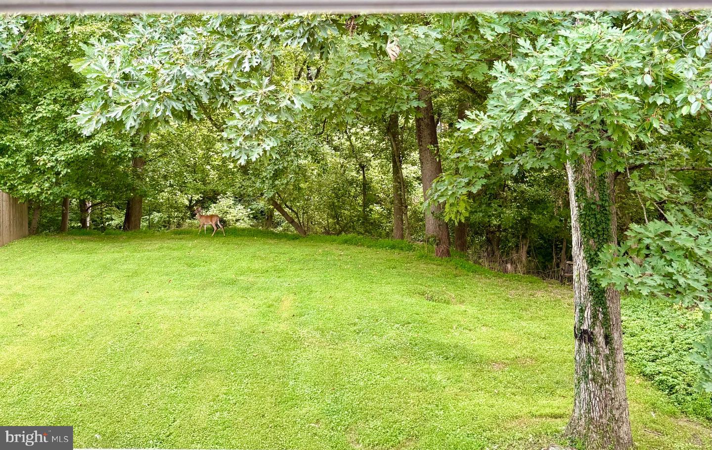 240 Whitmoor Ter Property Photo 38