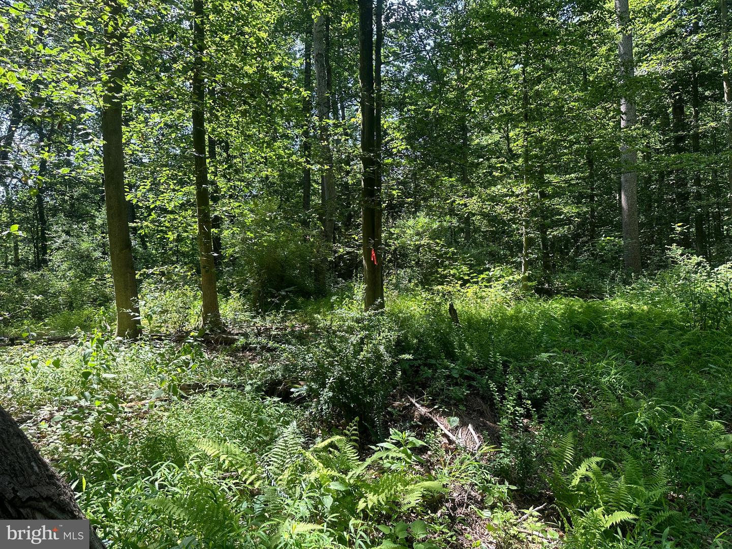 14110 Indian Springs Rd Property Photo 15