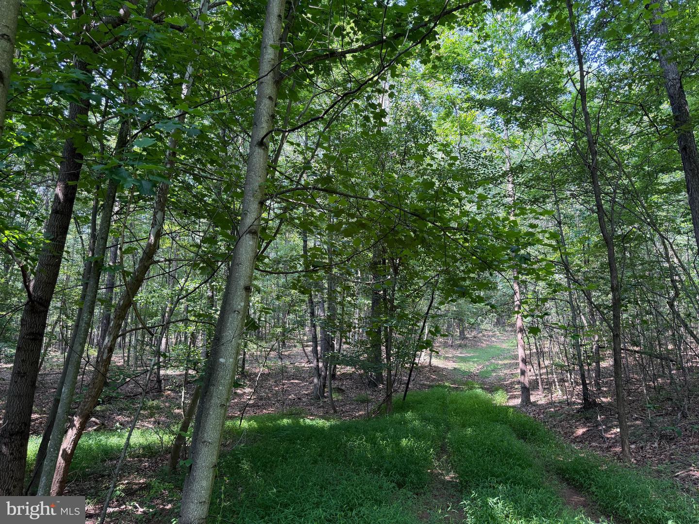 75.31+/- Acres Off Of Porters Ln Property Photo 15