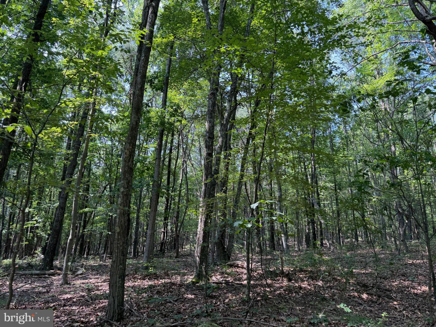 75.31+/- Acres Off Of Porters Ln Property Photo 16