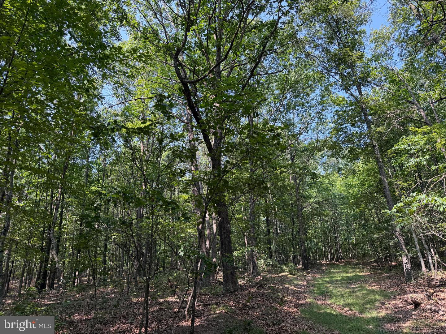75.31+/- Acres Off Of Porters Ln Property Photo 17