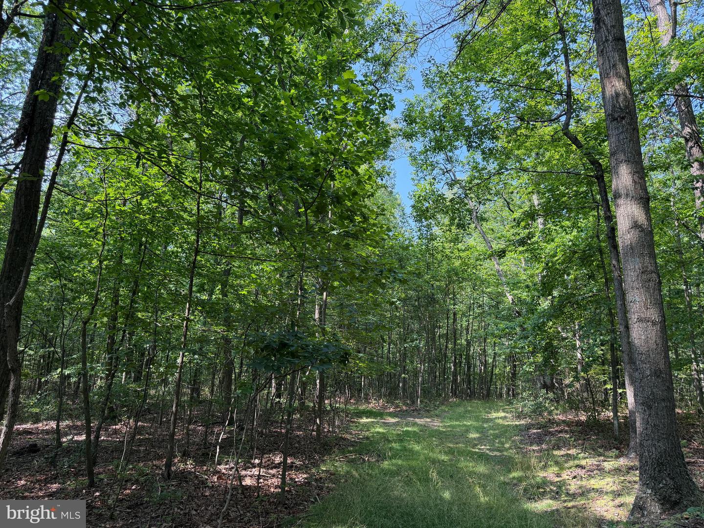 75.31+/- Acres Off Of Porters Ln Property Photo 18