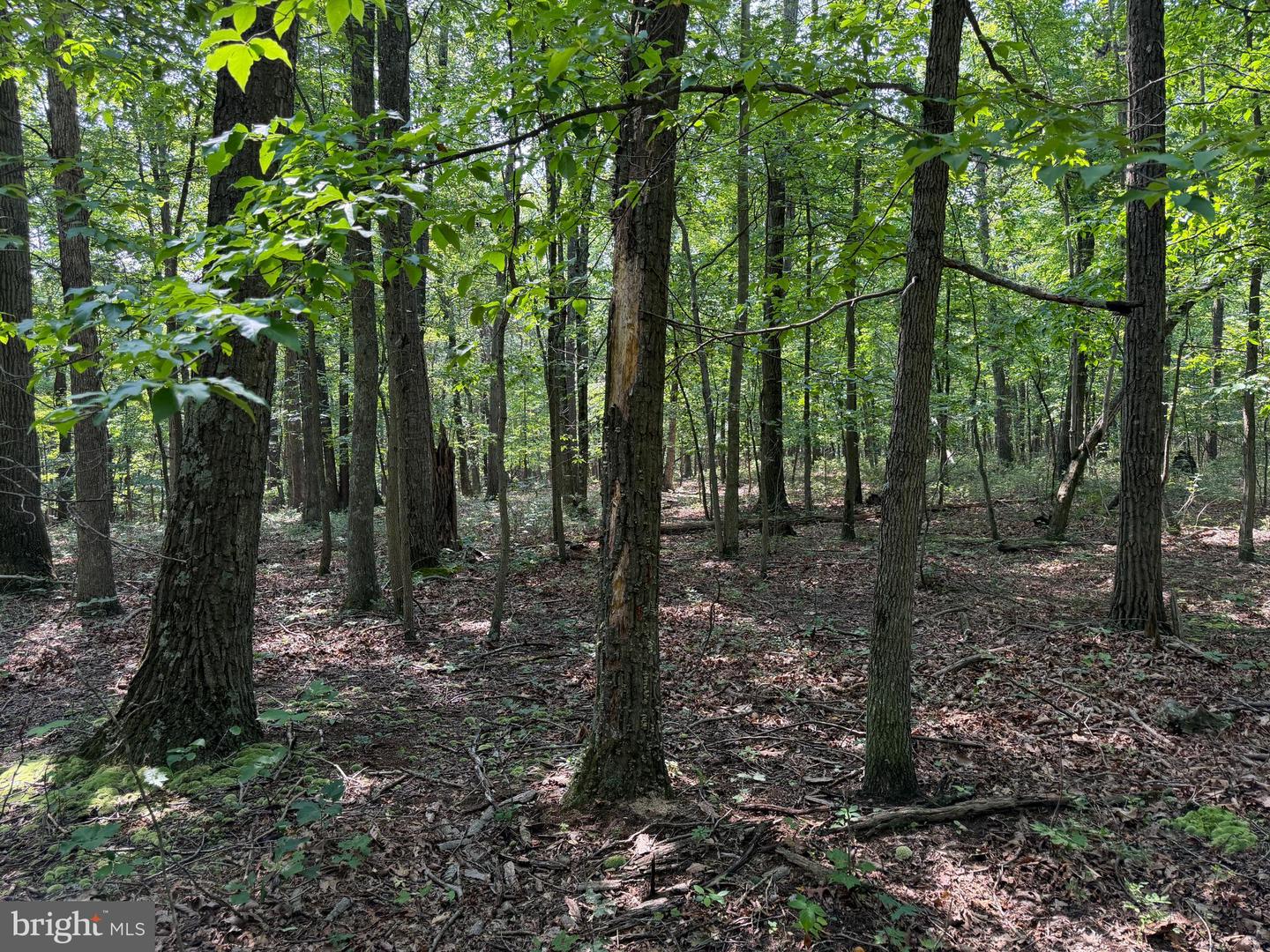 75.31+/- Acres Off Of Porters Ln Property Photo 19