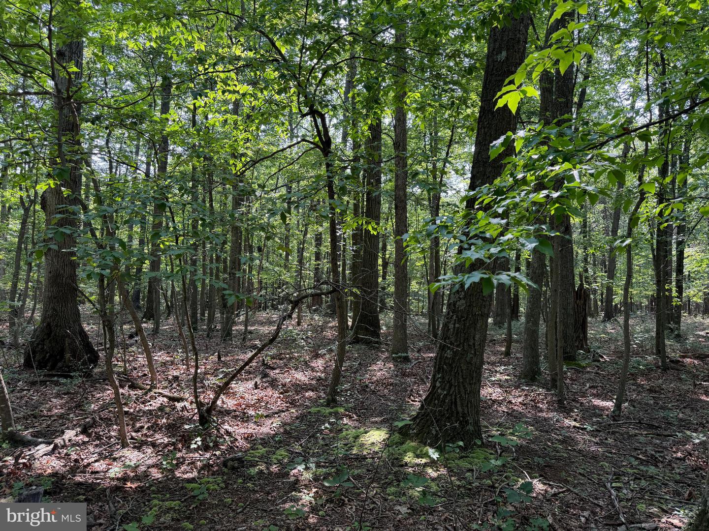 75.31+/- Acres Off Of Porters Ln Property Photo 20