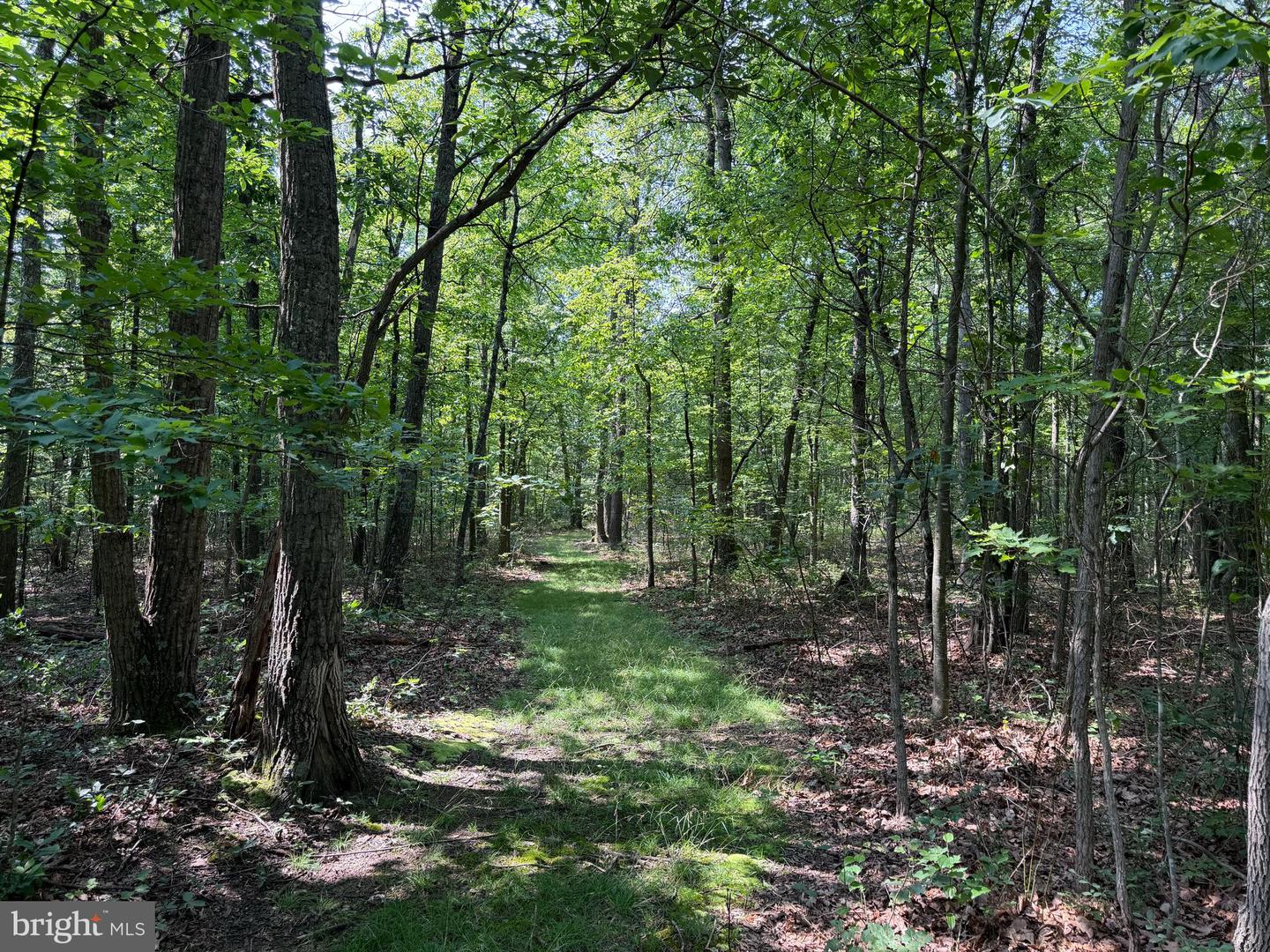 75.31+/- Acres Off Of Porters Ln Property Photo 21