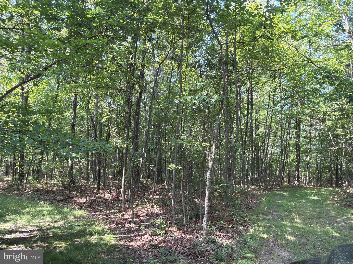 75.31+/- Acres Off Of Porters Ln Property Photo 22