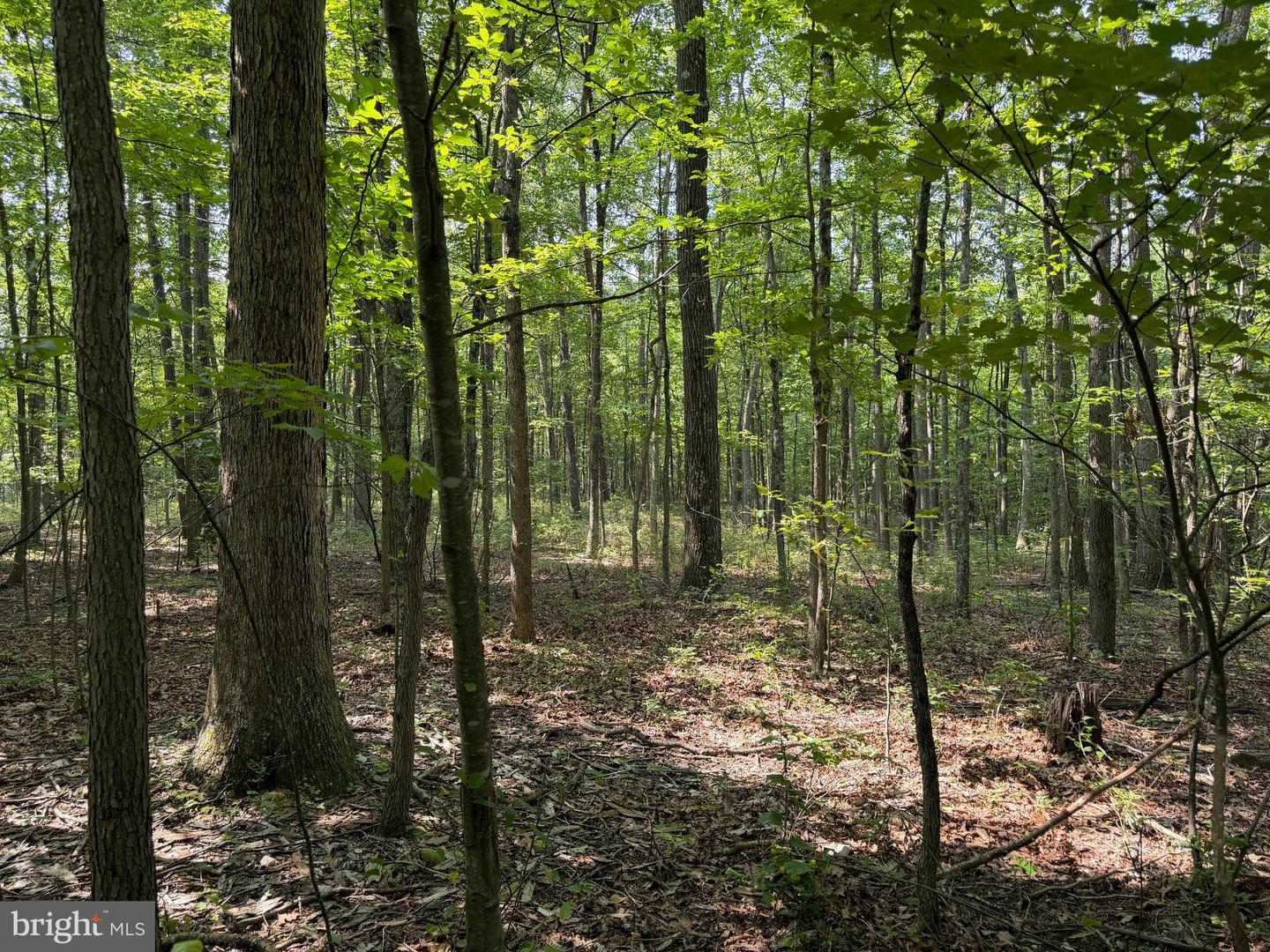 75.31+/- Acres Off Of Porters Ln Property Photo 23