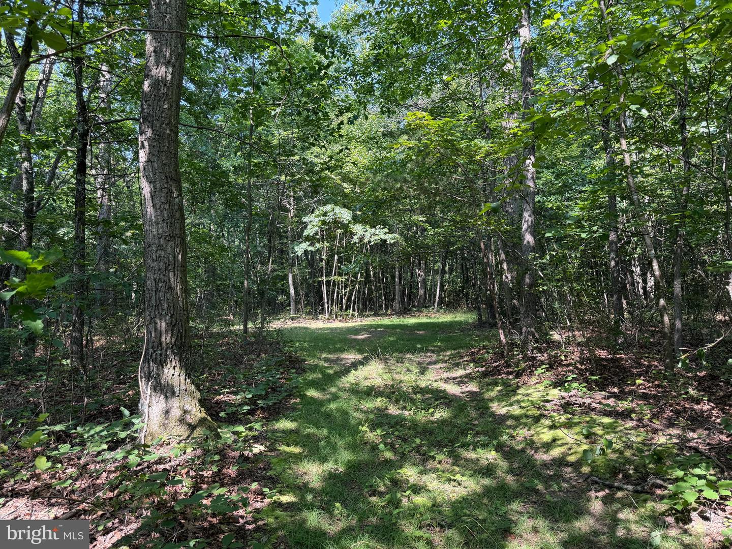 75.31+/- Acres Off Of Porters Ln Property Photo 24