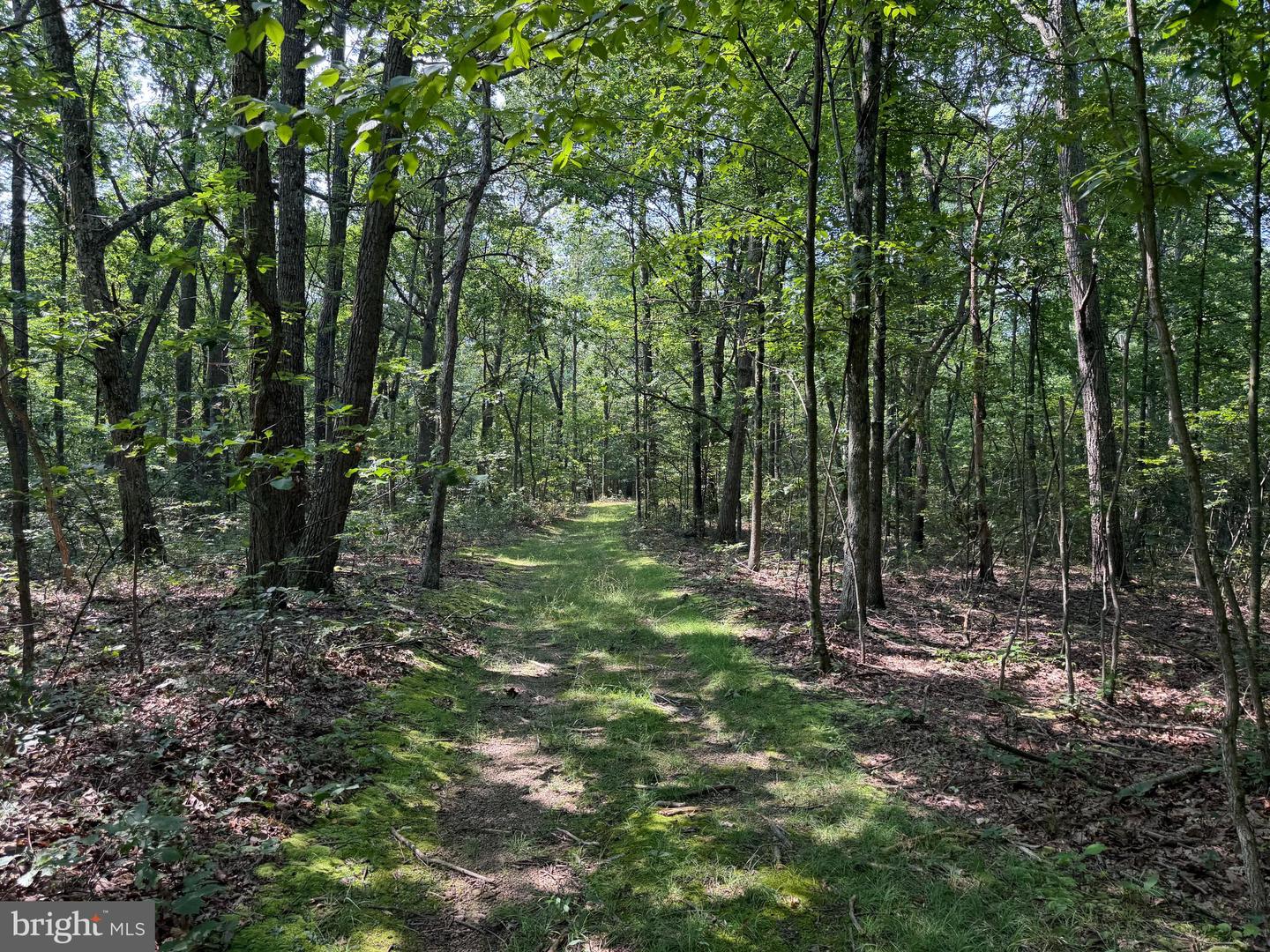 75.31+/- Acres Off Of Porters Ln Property Photo 25