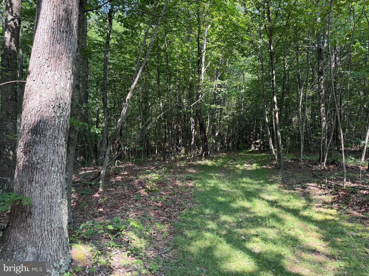 75.31+/- Acres Off Of Porters Ln Property Photo 26