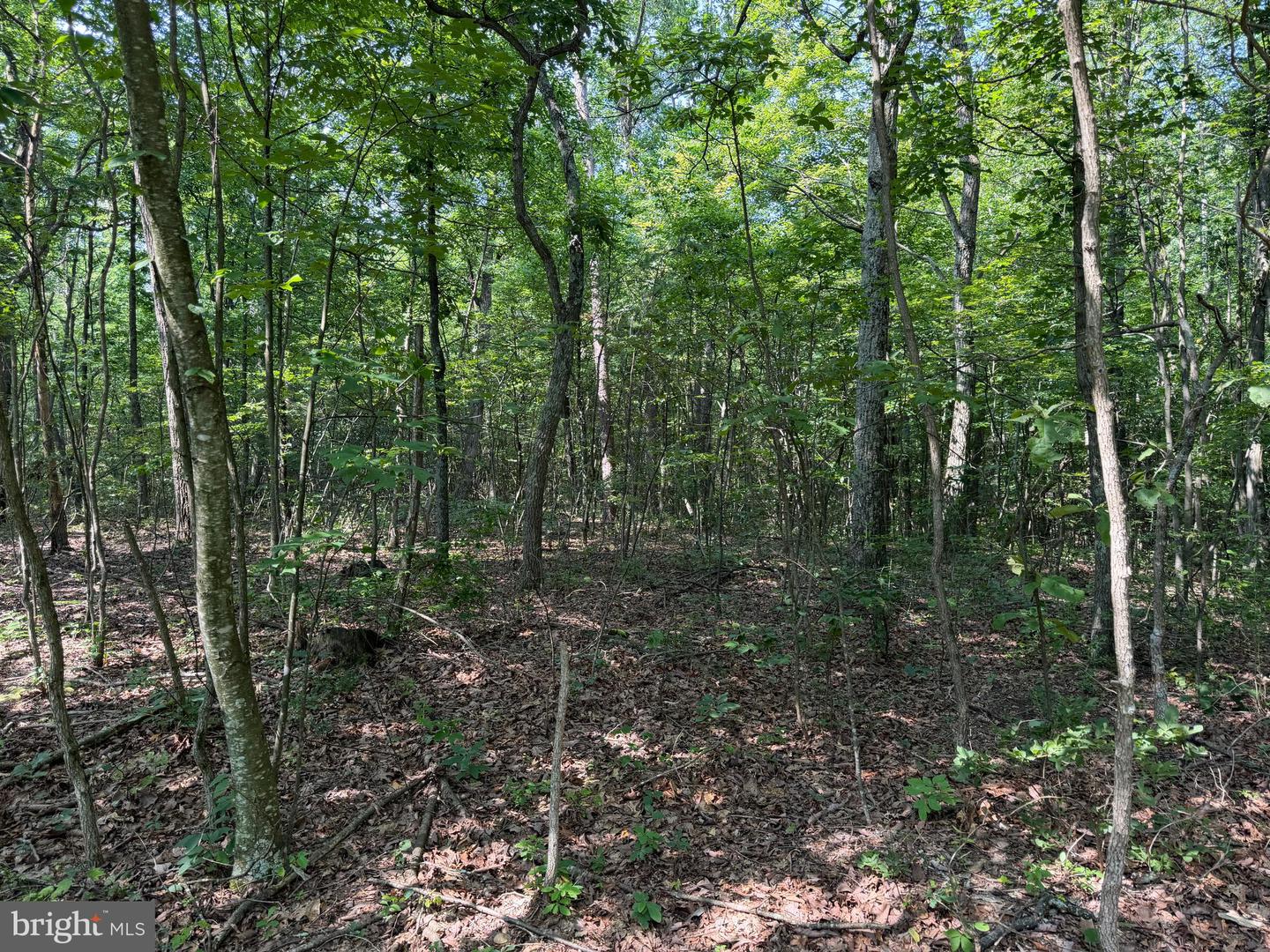75.31+/- Acres Off Of Porters Ln Property Photo 27
