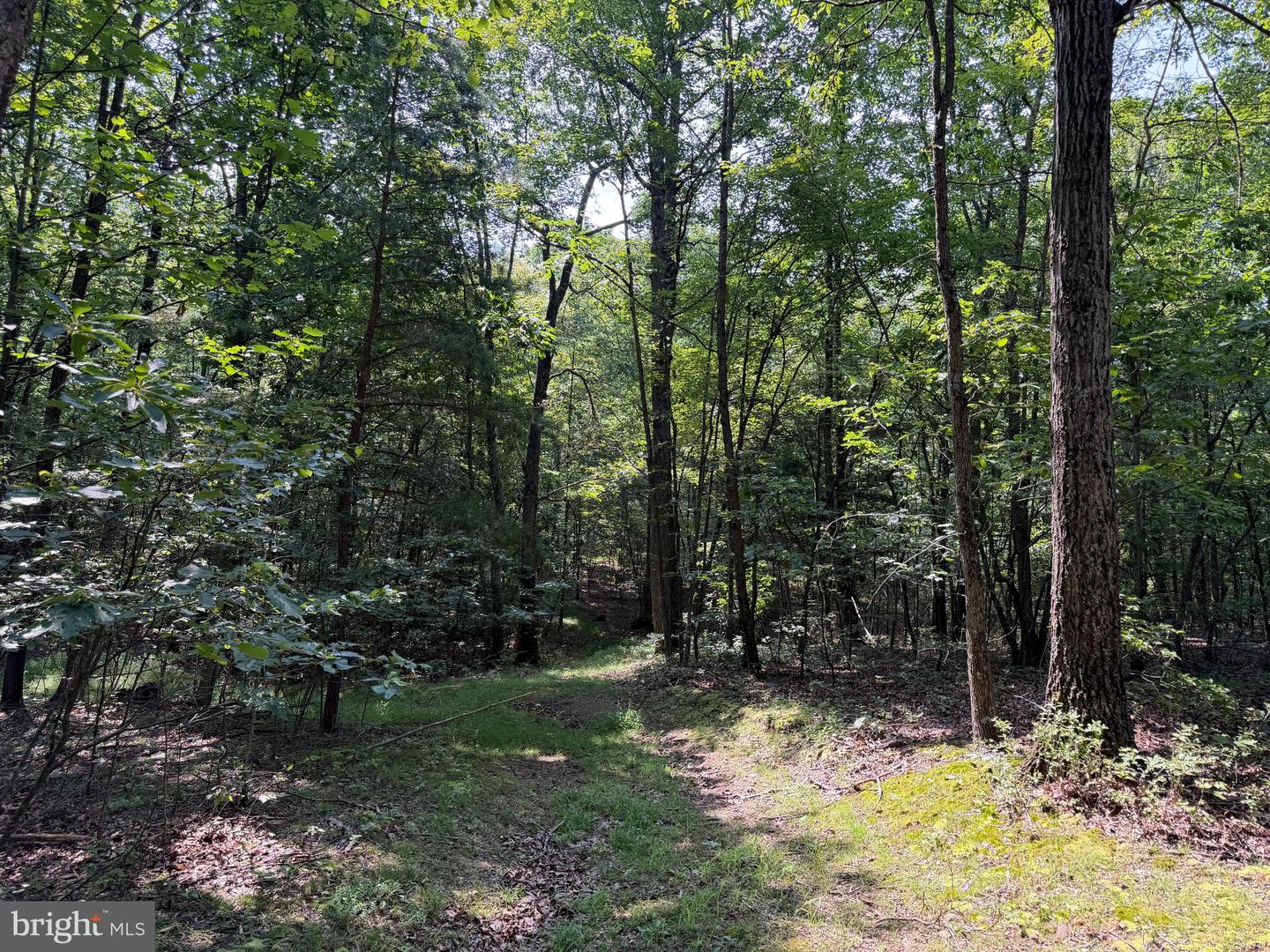 75.31+/- Acres Off Of Porters Ln Property Photo 28