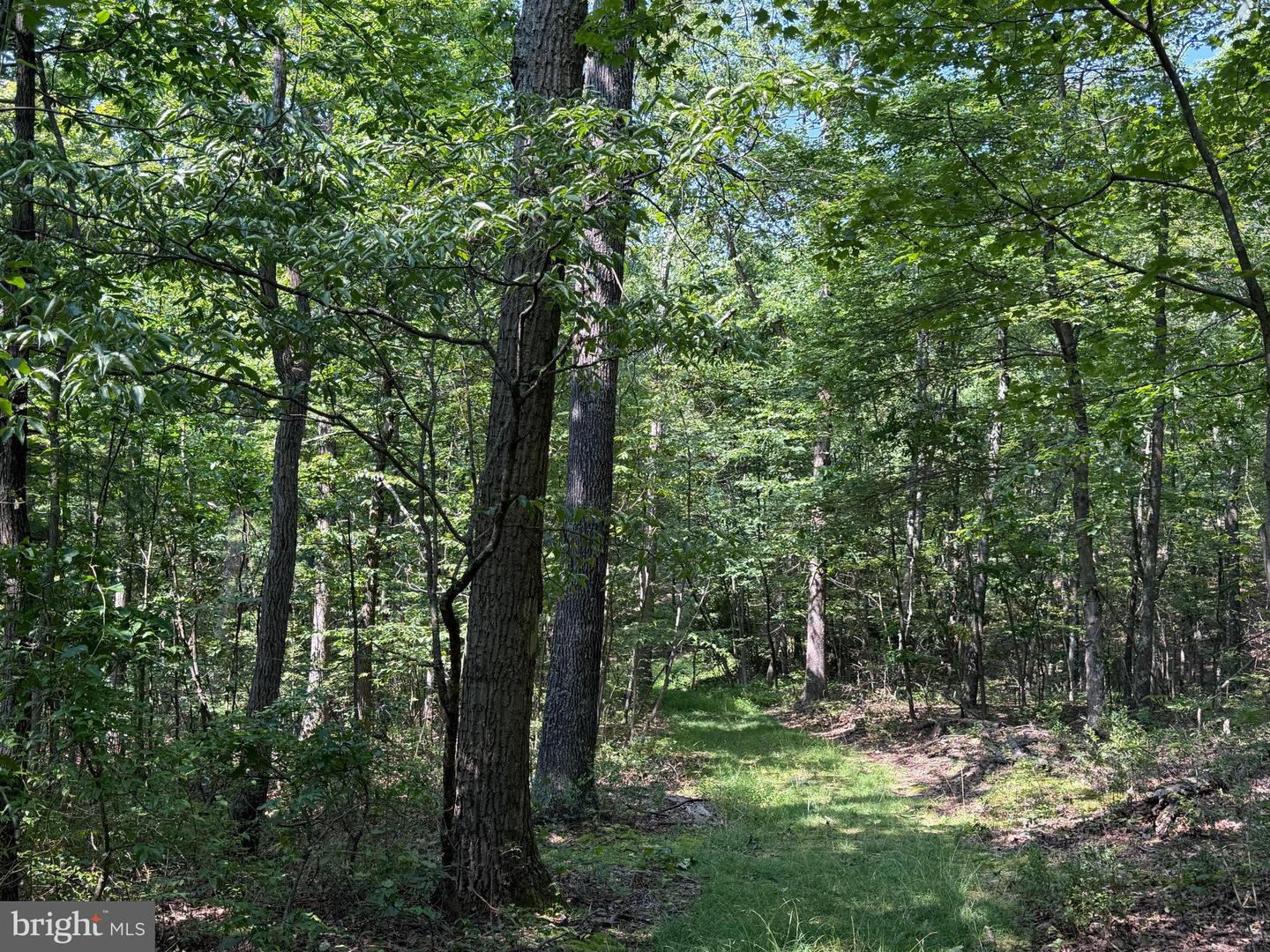 75.31+/- Acres Off Of Porters Ln Property Photo 29
