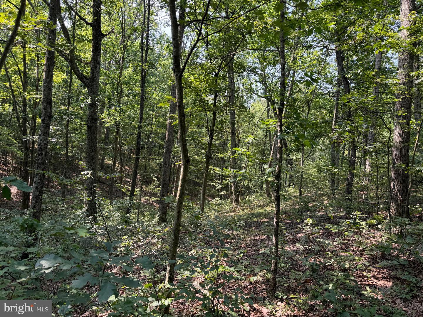 75.31+/- Acres Off Of Porters Ln Property Photo 30
