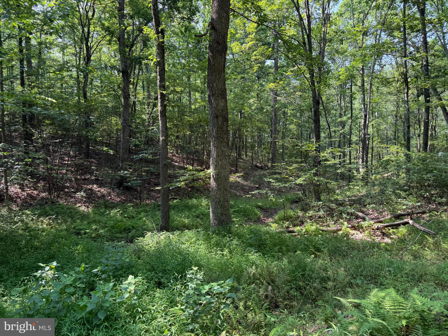 75.31+/- Acres Off Of Porters Ln Property Photo 31