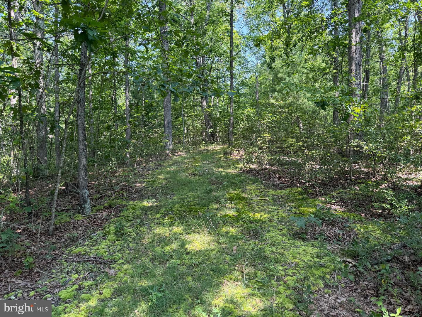 75.31+/- Acres Off Of Porters Ln Property Photo 32