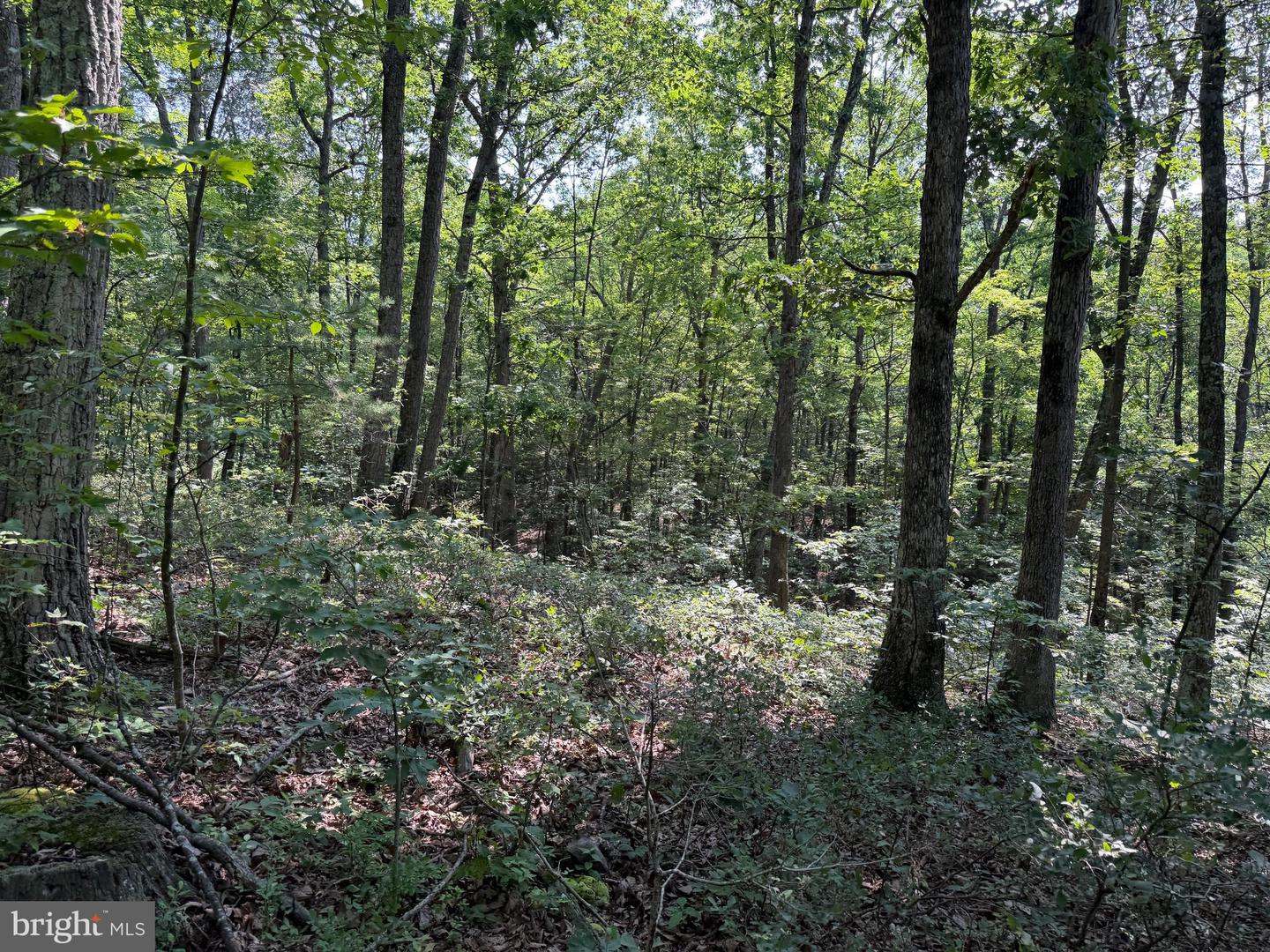 75.31+/- Acres Off Of Porters Ln Property Photo 33