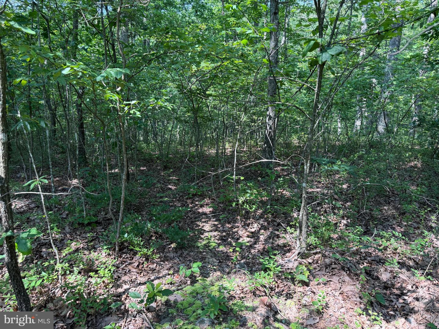 75.31+/- Acres Off Of Porters Ln Property Photo 34