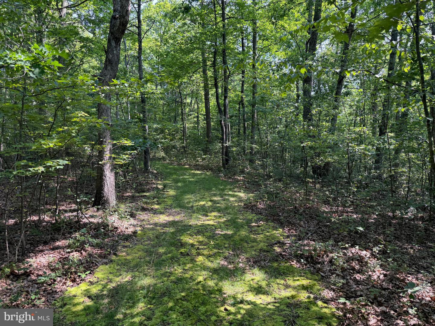 75.31+/- Acres Off Of Porters Ln Property Photo 35