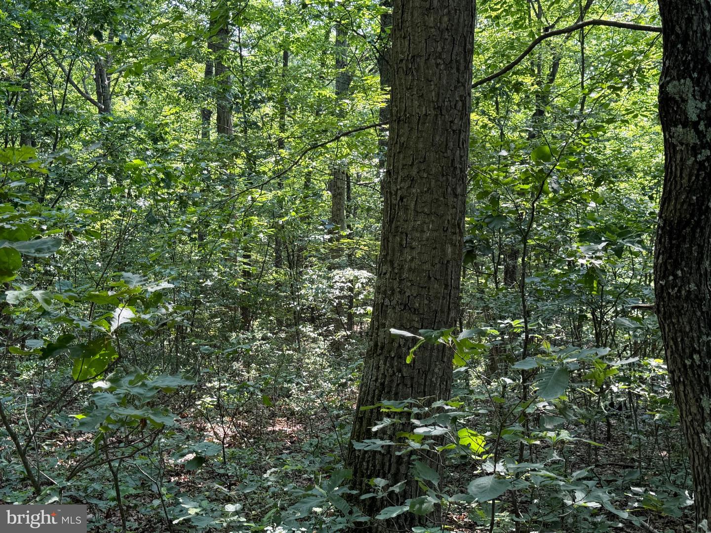 75.31+/- Acres Off Of Porters Ln Property Photo 36