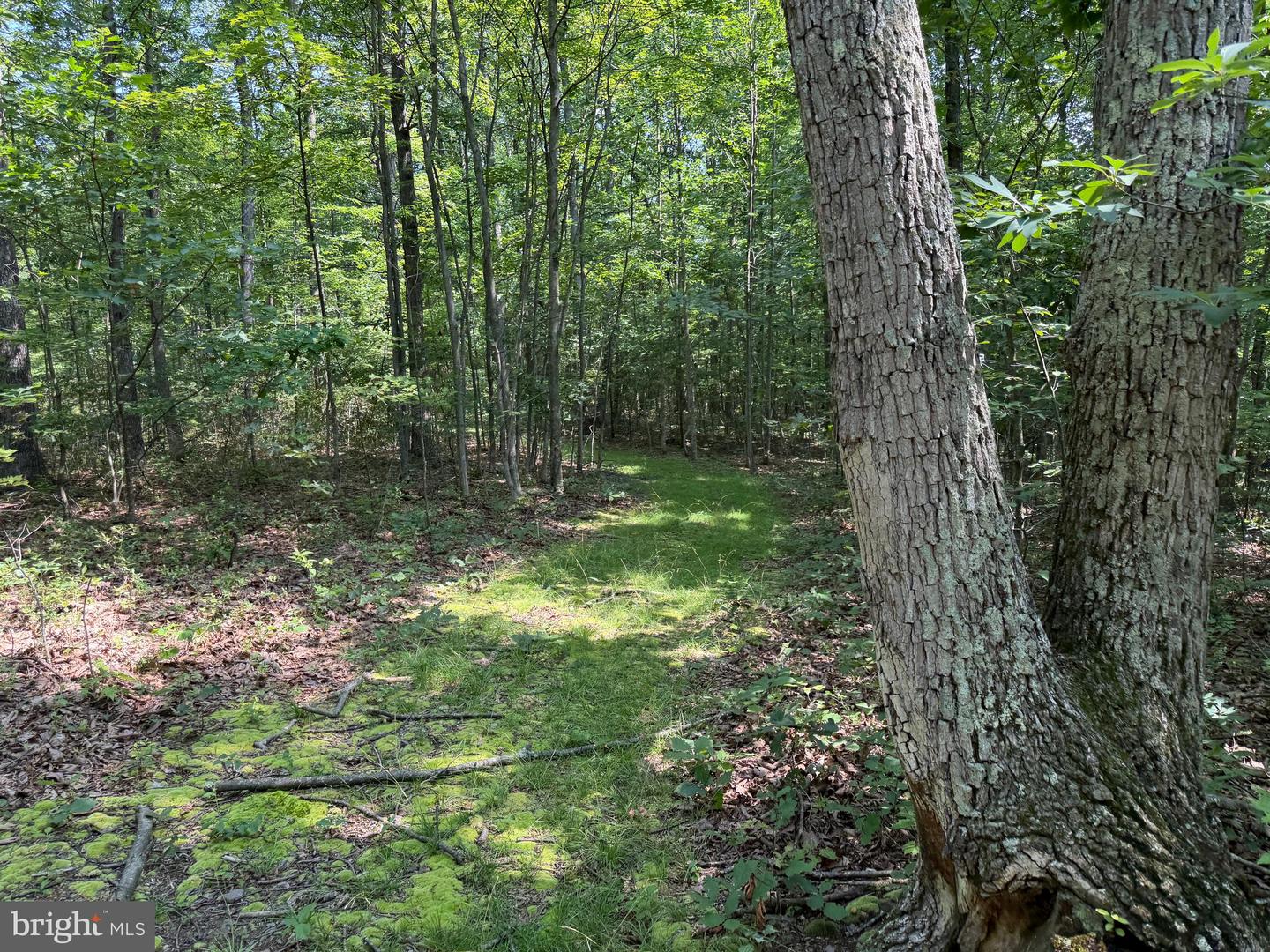 75.31+/- Acres Off Of Porters Ln Property Photo 37