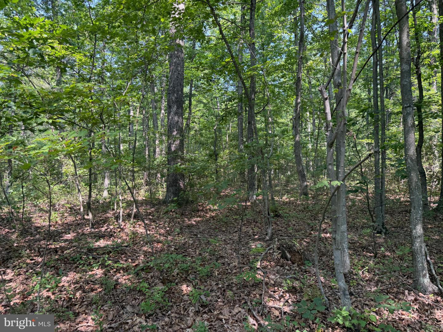 75.31+/- Acres Off Of Porters Ln Property Photo 38