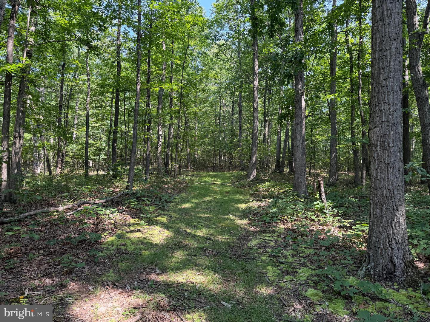 75.31+/- Acres Off Of Porters Ln Property Photo 39