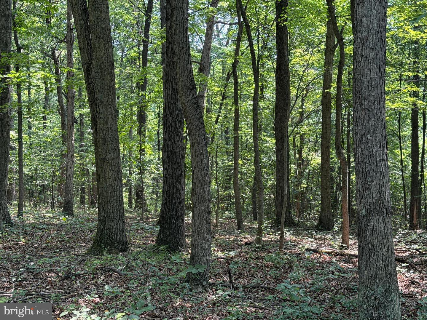 75.31+/- Acres Off Of Porters Ln Property Photo 40